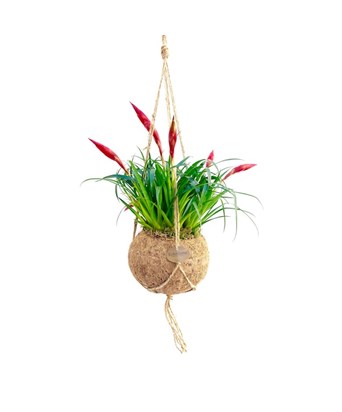 Vriesea